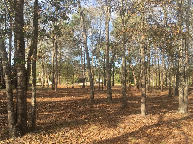 Beautiful Wooded Lakefront Lot